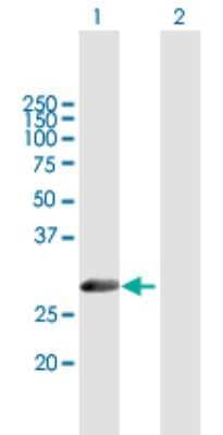 Western Blot: Methionine Aminopeptidase 1/METAP1 Antibody [H00023173-B01P]