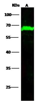 Western Blot: Methionine Aminopeptidase 2/METAP2 Antibody (010) [NBP2-90623]