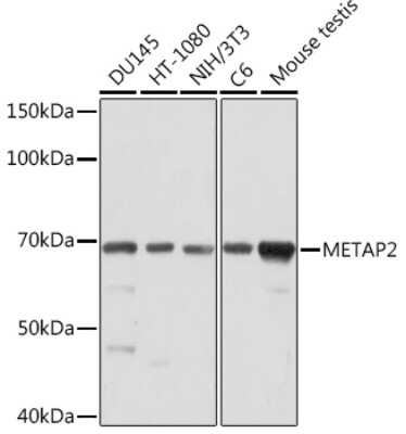 Western Blot: Methionine Aminopeptidase 2/METAP2 Antibody (5U2F4) [NBP3-16193]