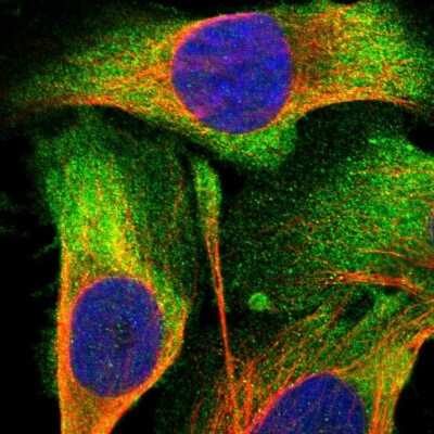 Immunocytochemistry/ Immunofluorescence: Methionine Aminopeptidase 2/METAP2 Antibody [NBP3-05513]