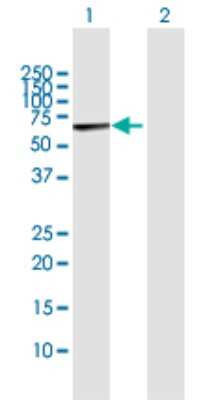 Western Blot: Methionyl tRNA synthetase 2 Antibody [H00092935-D01P]