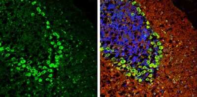 Immunohistochemistry-Frozen: Methionyl tRNA synthetase Antibody [NBP3-13217]