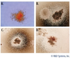 Mouse Hematopoietic Colony Formation Using the Methylcellulose-based Colony Forming Cell Assay. 