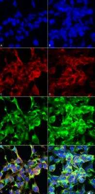 Immunocytochemistry/ Immunofluorescence: Methylglyoxal Antibody (9E7) [NBP2-59368]