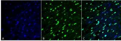 Immunohistochemistry: Methylglyoxal Antibody (9E7) [NBP2-59368]