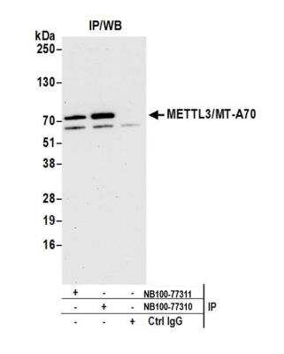 Immunoprecipitation: Methyltransferase like 3 Antibody [NB100-77310]