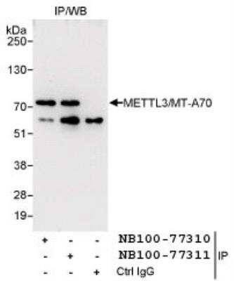Immunoprecipitation: Methyltransferase like 3 Antibody [NB100-77311]