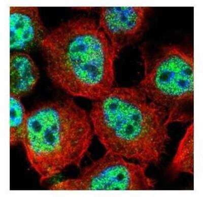 Immunocytochemistry/ Immunofluorescence: MgcRacGAP/RACGAP1 Antibody [NBP1-33455]