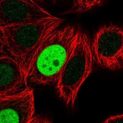 Immunocytochemistry/ Immunofluorescence: MgcRacGAP/RACGAP1 Antibody [NBP2-47374]