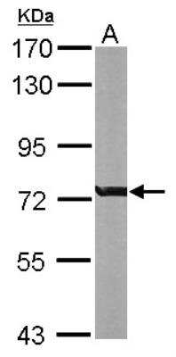 Western Blot: MgcRacGAP/RACGAP1 Antibody [NBP1-33455]