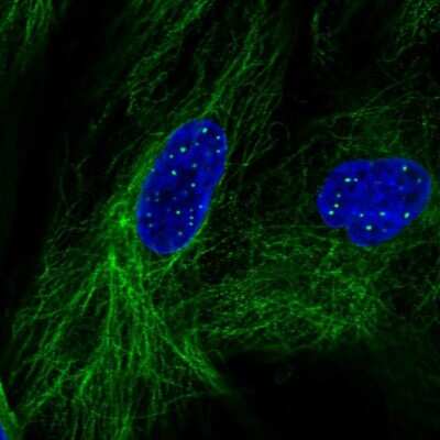 Immunocytochemistry/ Immunofluorescence: MiRP3 Antibody [NBP1-81049]