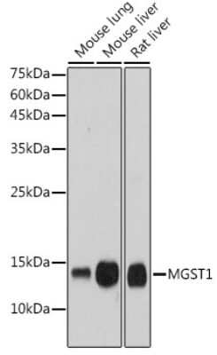 Western Blot: Microsomal Glutathione S-transferase 1 Antibody (6A0S5) [NBP3-15316]