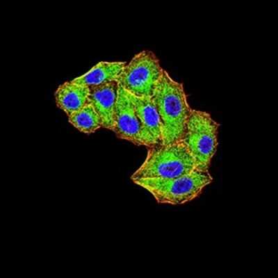 Immunocytochemistry/ Immunofluorescence: Mind Bomb 1/MIB1 Antibody (6A9C9) - BSA Free [NBP2-61864]