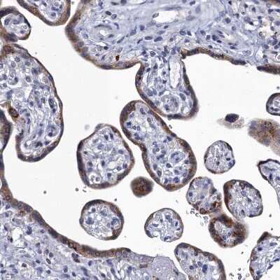 Immunohistochemistry-Paraffin: Mindin/Spondin-2 Antibody [NBP2-30500]