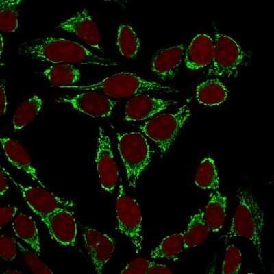 Immunocytochemistry/ Immunofluorescence: Mitochondria Antibody (113-1) - Azide and BSA Free [NBP2-34517]