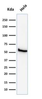 Western Blot: Mitochondria Antibody (113-1)Azide and BSA Free [NBP2-34517]