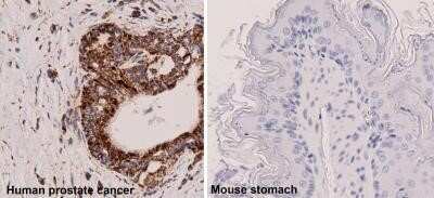 Immunohistochemistry-Paraffin: Mitochondria Antibody (113-1) [NBP2-32980]