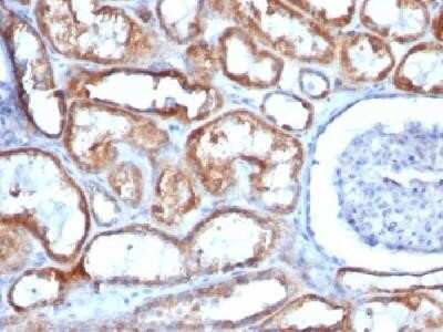 Immunohistochemistry-Paraffin: Mitochondria Antibody (113-1) [NBP2-32980]