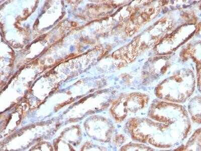 Immunohistochemistry-Paraffin: Mitochondria Antibody (MTC719) - Azide and BSA Free [NBP2-34687]