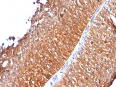 Immunohistochemistry-Paraffin: Mitochondria Antibody (MTC719) [NBP2-32873]