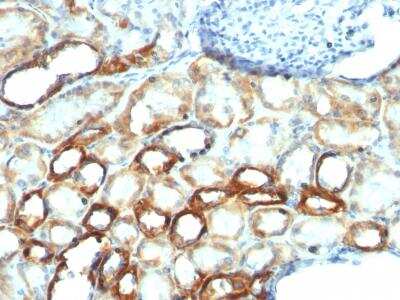 Immunohistochemistry-Paraffin: Mitochondria Antibody (MTC754) [NBP2-32874]