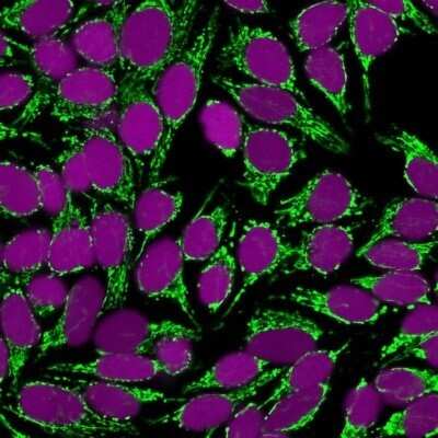 Immunocytochemistry/ Immunofluorescence: Mitochondria Antibody (SPM198) - Azide and BSA Free [NBP2-34745]