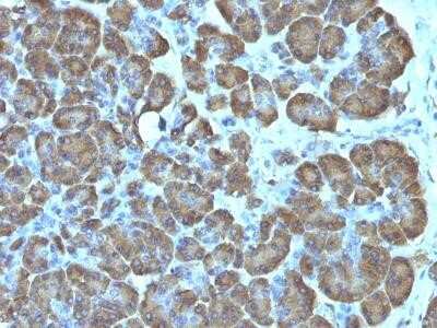 Immunohistochemistry-Paraffin: Mitochondria Antibody (SPM198) - Azide and BSA Free [NBP2-34745]