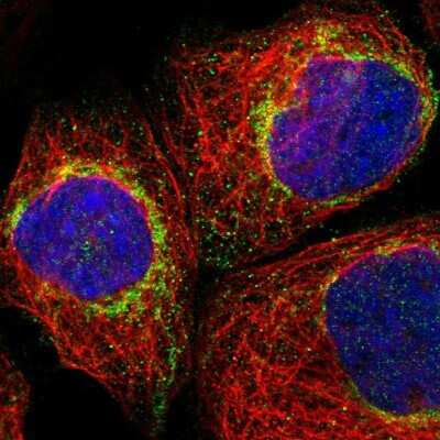 Immunocytochemistry/ Immunofluorescence: Mitochondrial fission regulator 1 Antibody [NBP1-84480]
