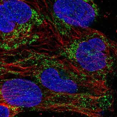Immunocytochemistry/ Immunofluorescence: Mitochondrial ribosomal protein L11 Antibody [NBP2-33844]