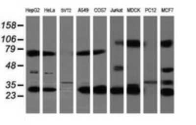 Western Blot: Mitocondrial Translational Initiation Factor 3 Antibody (OTI4B6)Azide and BSA Free [NBP2-72708]