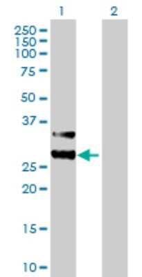Western Blot: Mitocondrial Translational Initiation Factor 3 Antibody [H00219402-B01P]