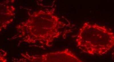 Immunocytochemistry/ Immunofluorescence: Mitofilin Antibody [NB100-1919]