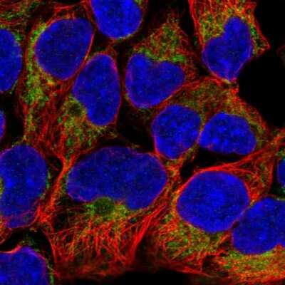 Immunocytochemistry/ Immunofluorescence: Mitofilin Antibody [NBP2-38285]