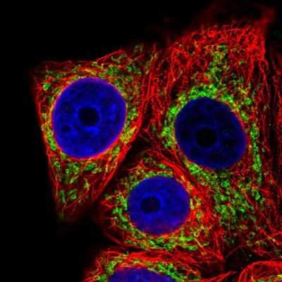 Immunocytochemistry/ Immunofluorescence: Mitofilin Antibody [NBP2-38286]
