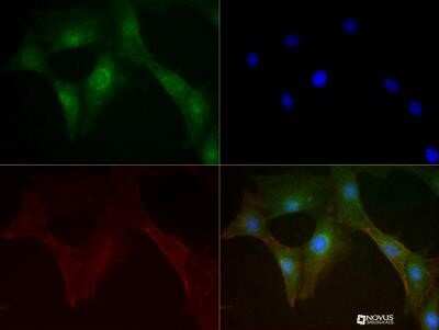 Immunocytochemistry/ Immunofluorescence: Mitofusin 1 Antibody (11E9-1H12) - Azide and BSA Free [NBP2-80850]