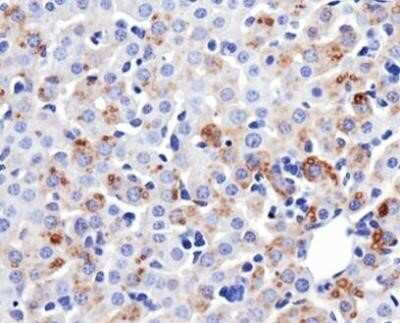 Immunohistochemistry: Mitofusin 1 Antibody (11E9-1H12) - Azide and BSA Free [NBP2-80850]