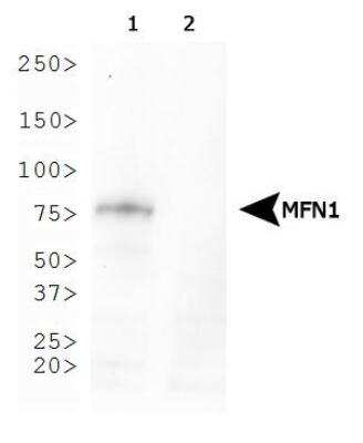 Western Blot: Mitofusin 1 Antibody (11E9-1H12)BSA Free [NBP1-71775]