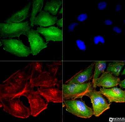 Immunocytochemistry/ Immunofluorescence: Mitofusin 1 Antibody - BSA Free [NBP1-51841]