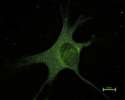 Immunocytochemistry/ Immunofluorescence: Mitofusin 1 Antibody - BSA Free [NBP1-51841]