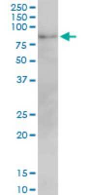 Western Blot: Mitofusin 2 Antibody (6A8) [H00009927-M01]