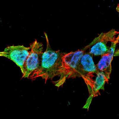 Immunocytochemistry/ Immunofluorescence: Mitofusin 2 Antibody (S153-5) [NBP2-42188]