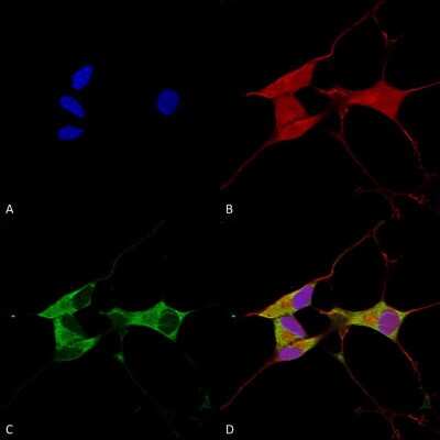 Immunocytochemistry/ Immunofluorescence: Mitofusin 2 Antibody (S153-5) [NBP2-42188]