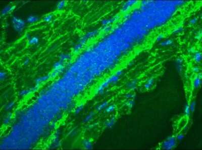 Immunocytochemistry/ Immunofluorescence: Mitotic Cells Antibody (8B3G) [NBP1-97684]