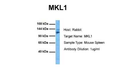Western Blot: Mkl1 Antibody [NBP1-80259]