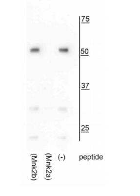 Western Blot: MNK2 Antibodya Isoform [NBP2-60785]