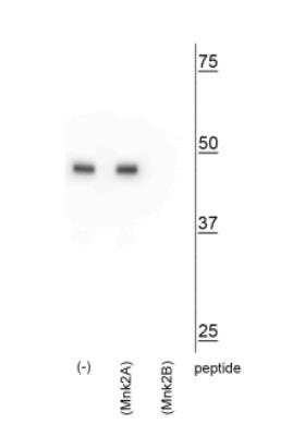 Western Blot: MNK2 Antibodyb Isoform [NBP2-60786]