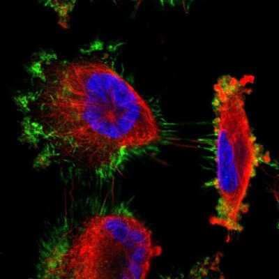 Immunocytochemistry/ Immunofluorescence: Moesin Antibody [NBP1-90373]