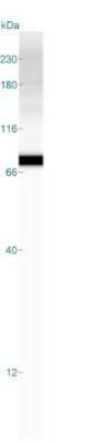 Simple Western: Moesin Antibody (MSN/491)Azide and BSA Free [NBP2-34685]