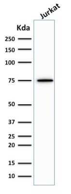 Western Blot: Moesin Antibody (MSN/492)Azide and BSA Free [NBP2-47916]