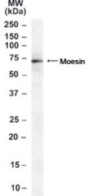 Western Blot: Moesin Antibody [NB100-40811]
